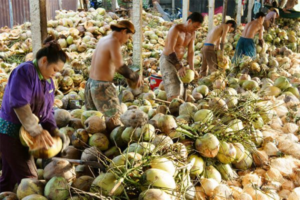 Coconut Factory Mekong Delta
