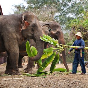 Man feeding the elephants -Indochina tour packages