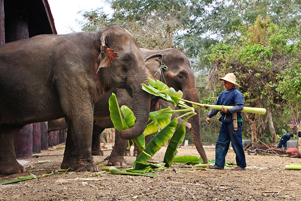 Man feeding the elephants -Indochina tour packages