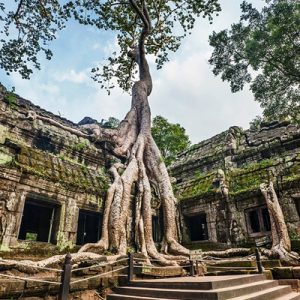 Old Banyan tree root on the ruins of Ta Prohm Temple