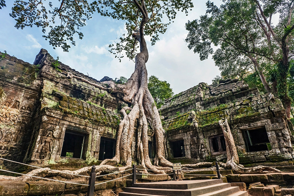 Old Banyan tree root on the ruins of Ta Prohm Temple