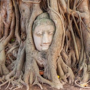 Stone Buddha Head Fig Tree in Wat Mahathat