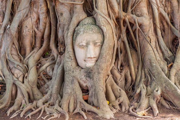 Stone Buddha Head Fig Tree in Wat Mahathat