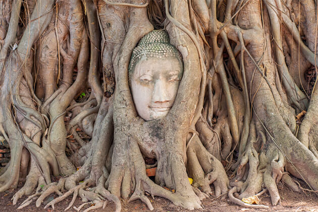 Stone Buddha Head Fig Tree in Wat Mahathat