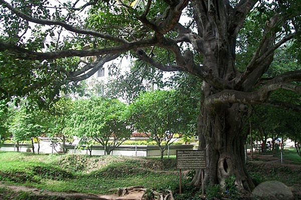 Buddha tree in Choeung Ek Killing Fields