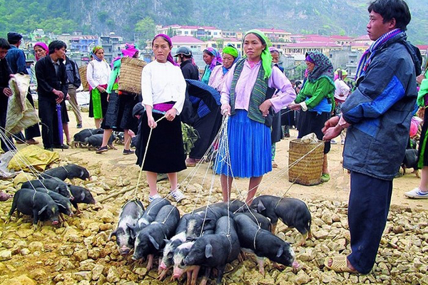 Local people selling small pigs in Bac Ha market