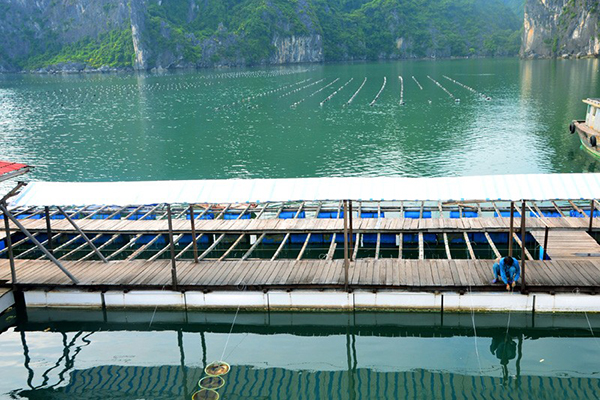 Floating Pearl Farm, Halong Bay