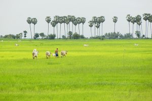 Best Time To Visit Cambodia