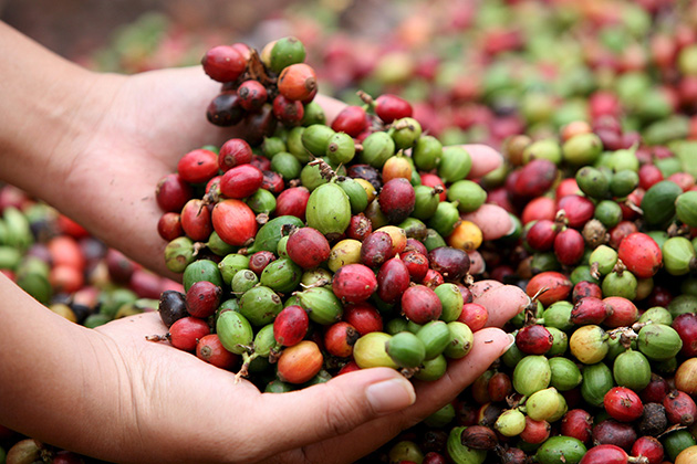Laos is considered as the best place to plant coffee in Southeast Asian