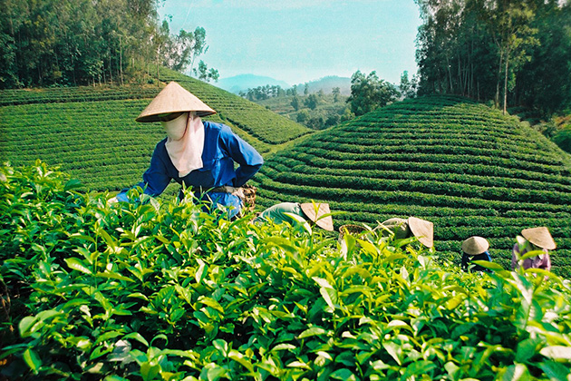 Tea variety in Vietnam