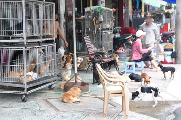 The market selling cats and dogs