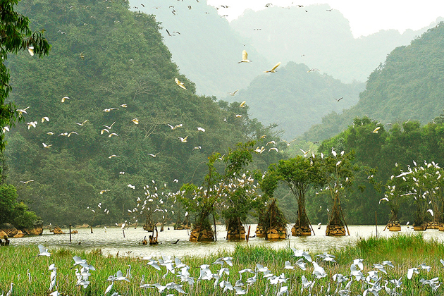 Diversity of creatures in Van Long Nature Reserve