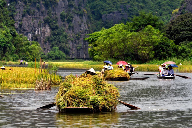 The boats full of rices in Trang An