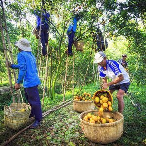 Orchard Gadern Vinh Long