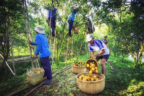 Orchard Gadern Vinh Long