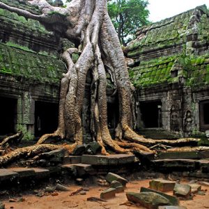 Ta Prohm Temple - Indochina Tour Packages