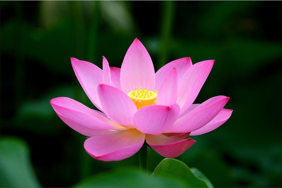 Lotus - National Flower of Vietnam