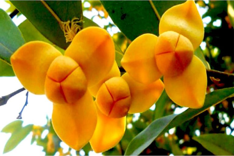 National Flower of Cambodia - Indochina Tours
