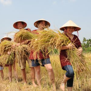 Hoi An farming tour -Multi-Country Asia tour packages