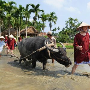 Hoi An farming tour Vietnam - Multi-Country Asia tour packages