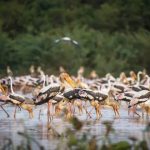 Prek Toal Bird Sanctuary cambodia
