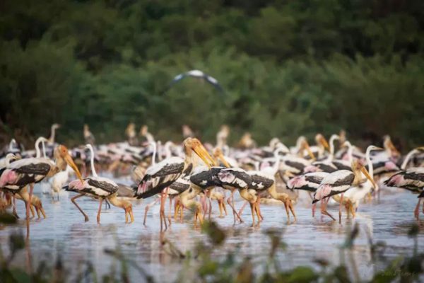 Prek Toal Bird Sanctuary cambodia