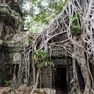 Bayan Tree Root on Ta Prohm Temple