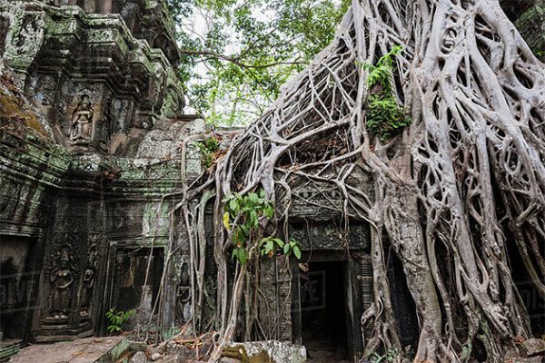 Bayan Tree Root on Ta Prohm Temple