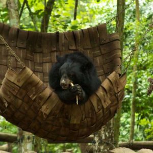 Khuang Si Bear Sanctuary Luang Prabang Indochina Tours to Vietnam and Laos