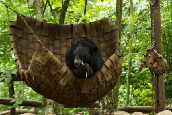 Khuang Si Bear Sanctuary Luang Prabang