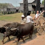 Ox-cart ride through a village surround tonle sap lake
