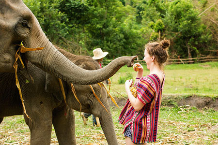 Top 3 Elephant Sanctuaries in Thailand to Visit in 2020