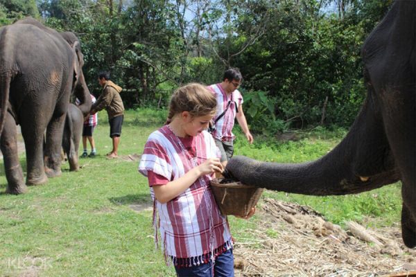 Half Day with Lovely Elephant