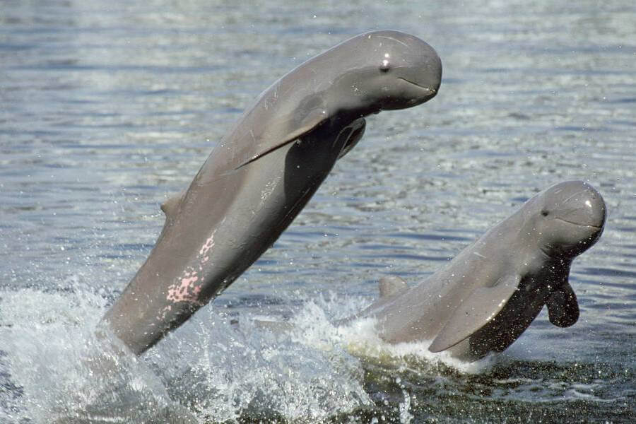 Dolphin Spotting Mekong Delta, Vietnam Cambodia Tours - Indochina Trips