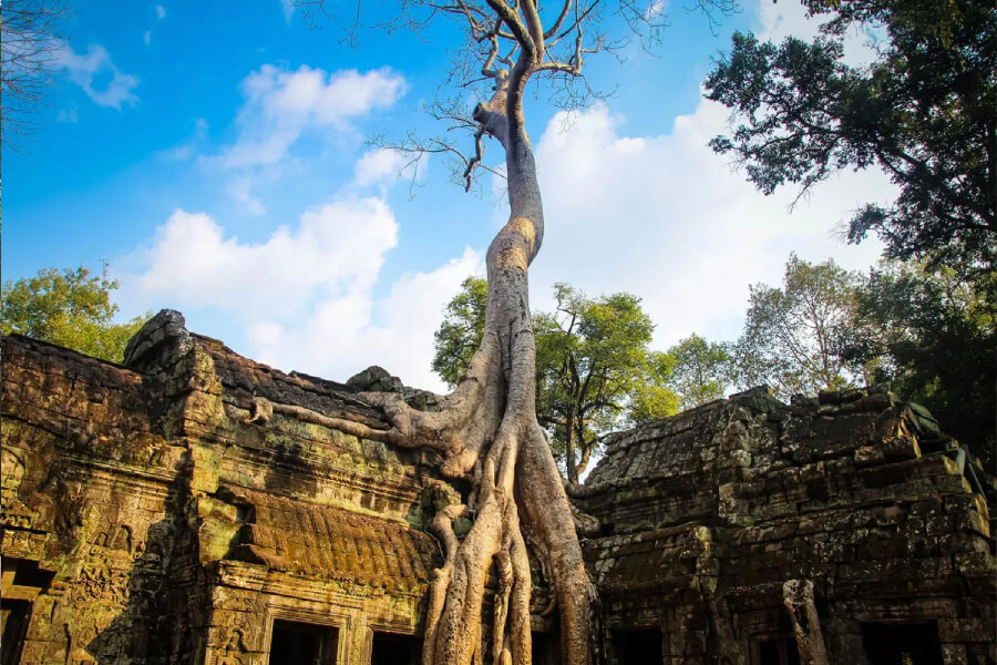 Ta Prohm temple - Southeast Asia Vacation Packages
