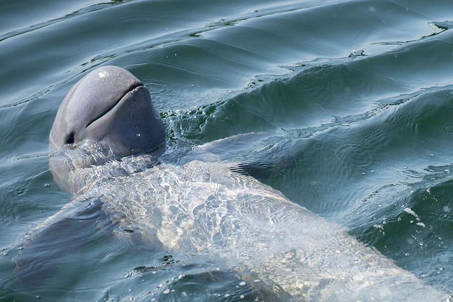 Rare Irrawaddy Dolphins, Cambodia - Indochina tour package