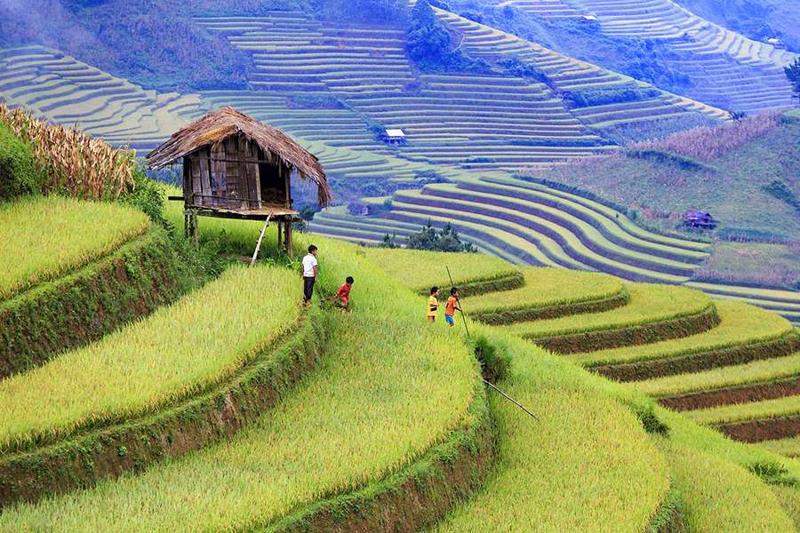 Rice Terraced Fields in Vietnam - Indochina tour package