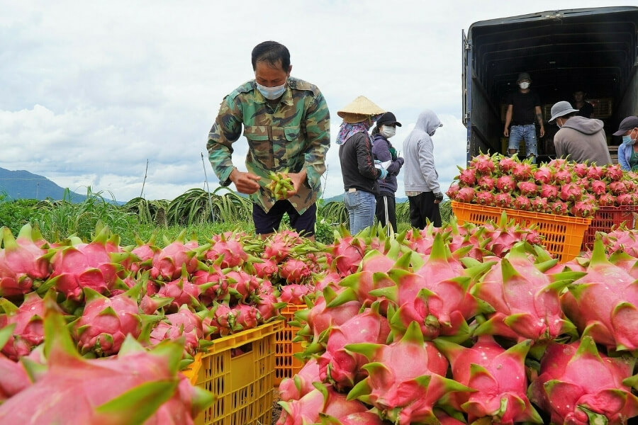 Dragon Fruit is Vibrant Star of Rare Fruits in Asia