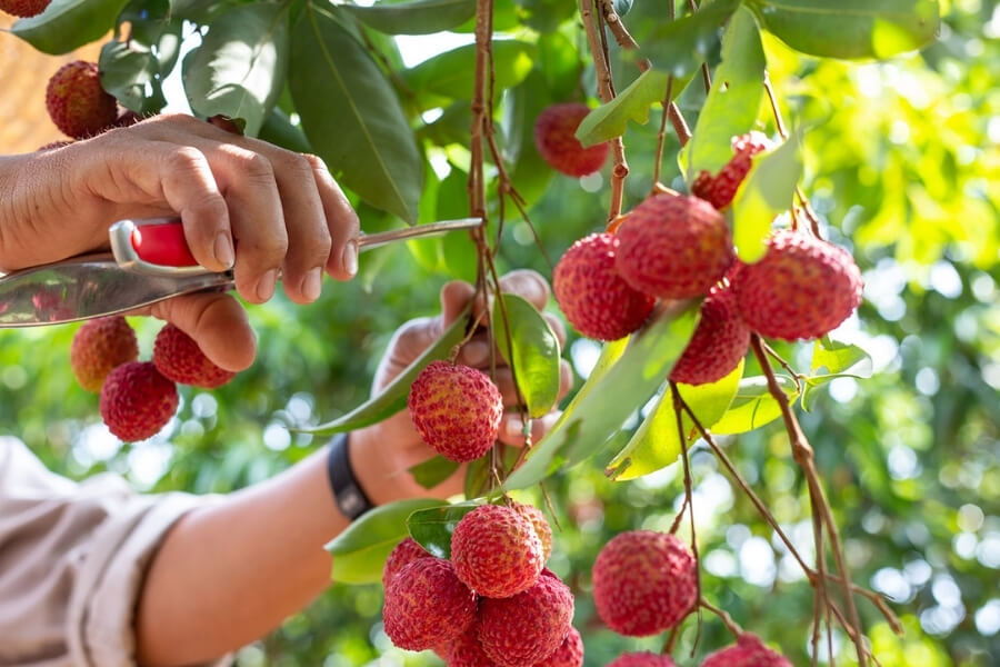 Lychee_ The Jewel of Asian Exotic Fruits