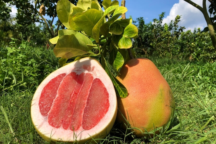 Pomelo - Grand Citrus of Asian Tropical Fruit
